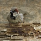 Fluffed up